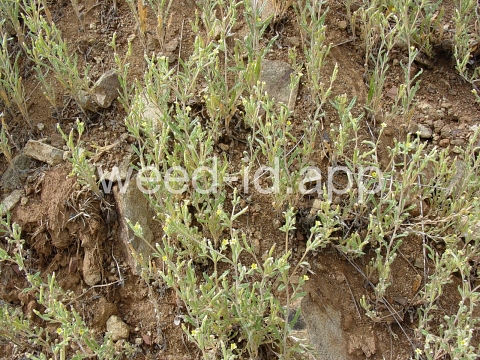 stickleaf, whitestem